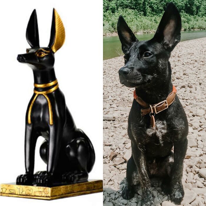Anubis, Egyptian Jackal God Of Death & Juni. That’s Settling