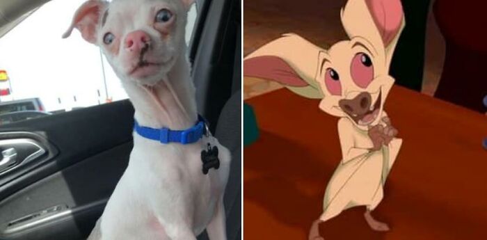 I No Longer Have This Dog In My Possession, But My Mom Does