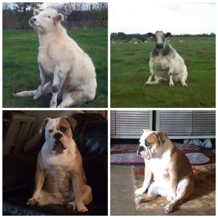 Stella Blue Is 100% Cow. Fat And Sassy And Always Grazing. She Even Dressed As One For Halloween