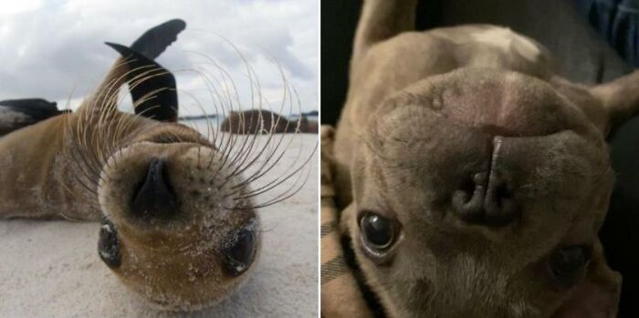 I Can’t Stop Laughing At This