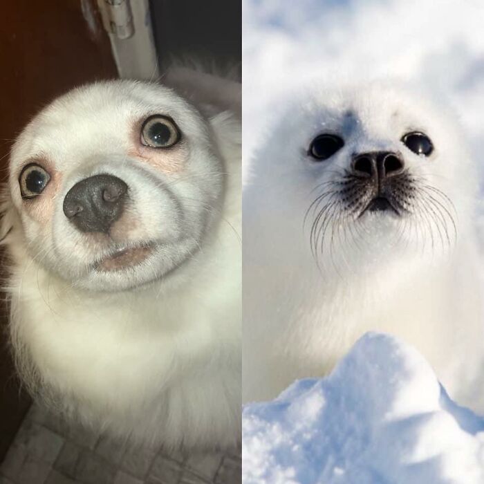 Layla Wanted To Give The Look Alike