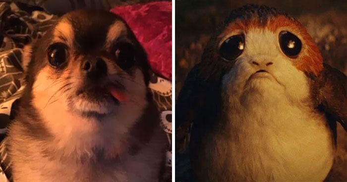 People Are Submitting Pics Where Their Dogs Look Like Something Else And It’s Very Entertaining (30 Pics)