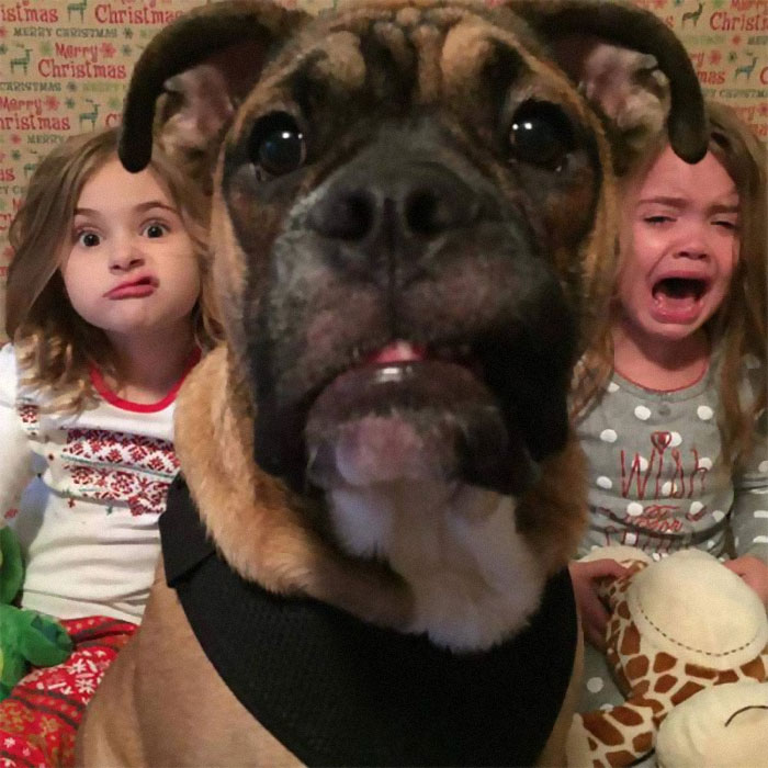Dogs-Ruined-Christmas-Photos