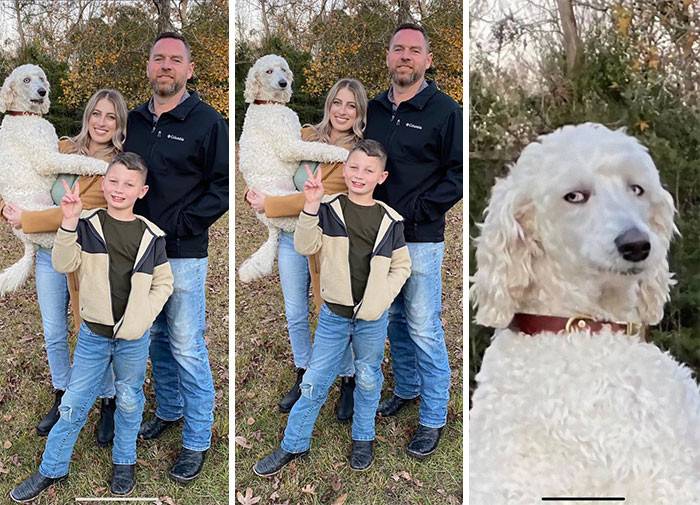 Dogs-Ruined-Christmas-Photos