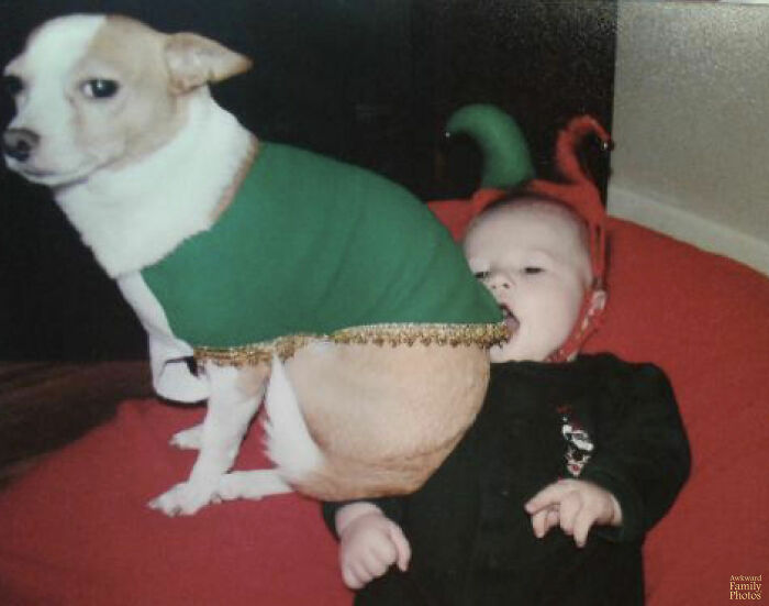 Dogs-Ruined-Christmas-Photos