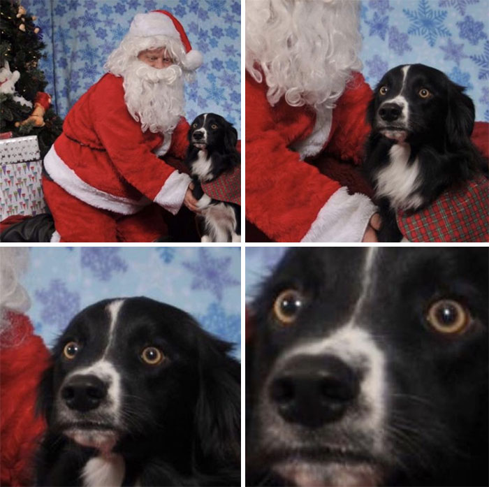Dogs-Ruined-Christmas-Photos