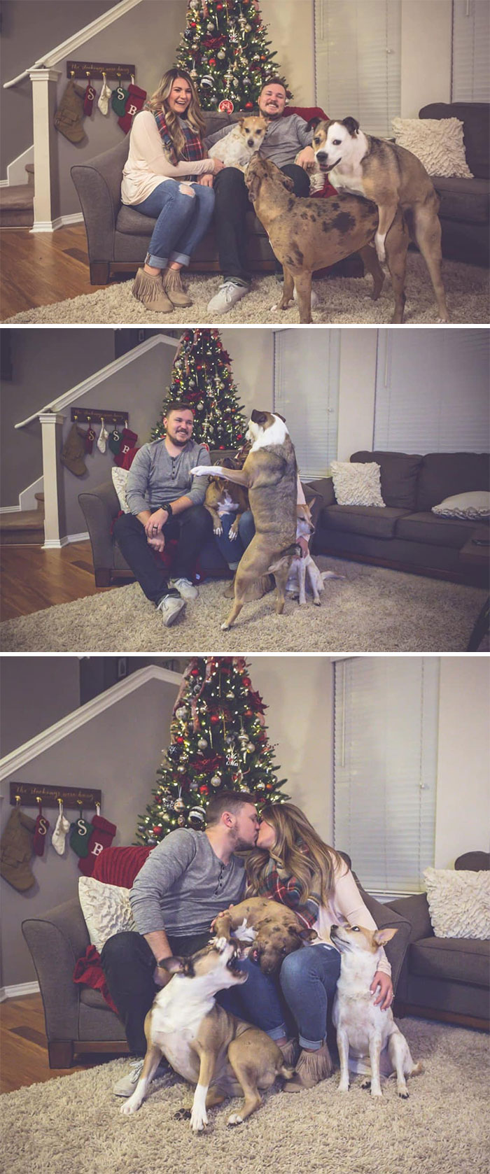 Dogs-Ruined-Christmas-Photos