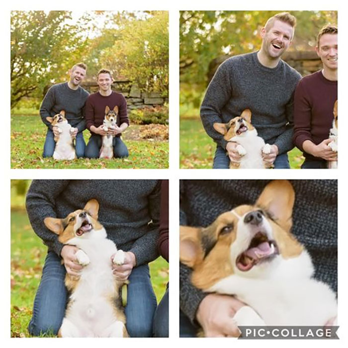 Dogs-Ruined-Christmas-Photos