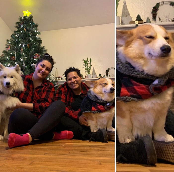 Dogs-Ruined-Christmas-Photos
