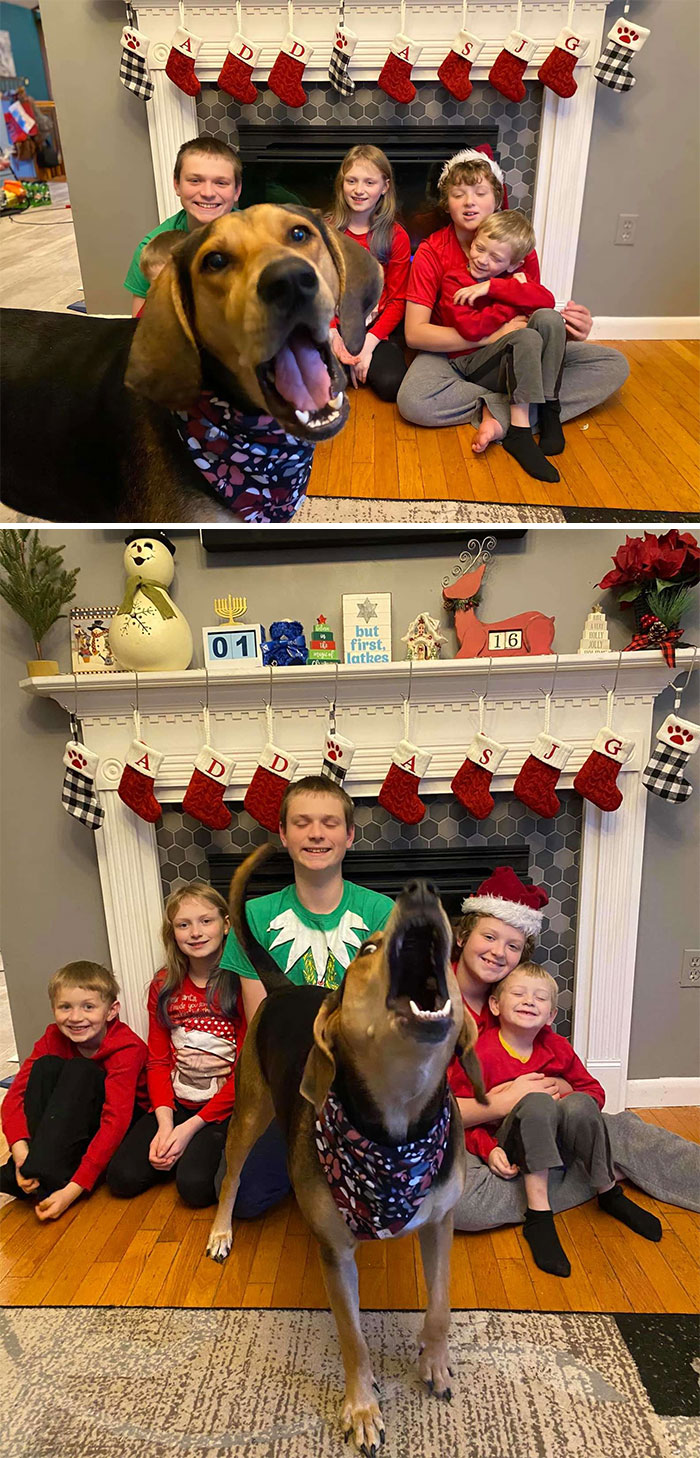 Dogs-Ruined-Christmas-Photos