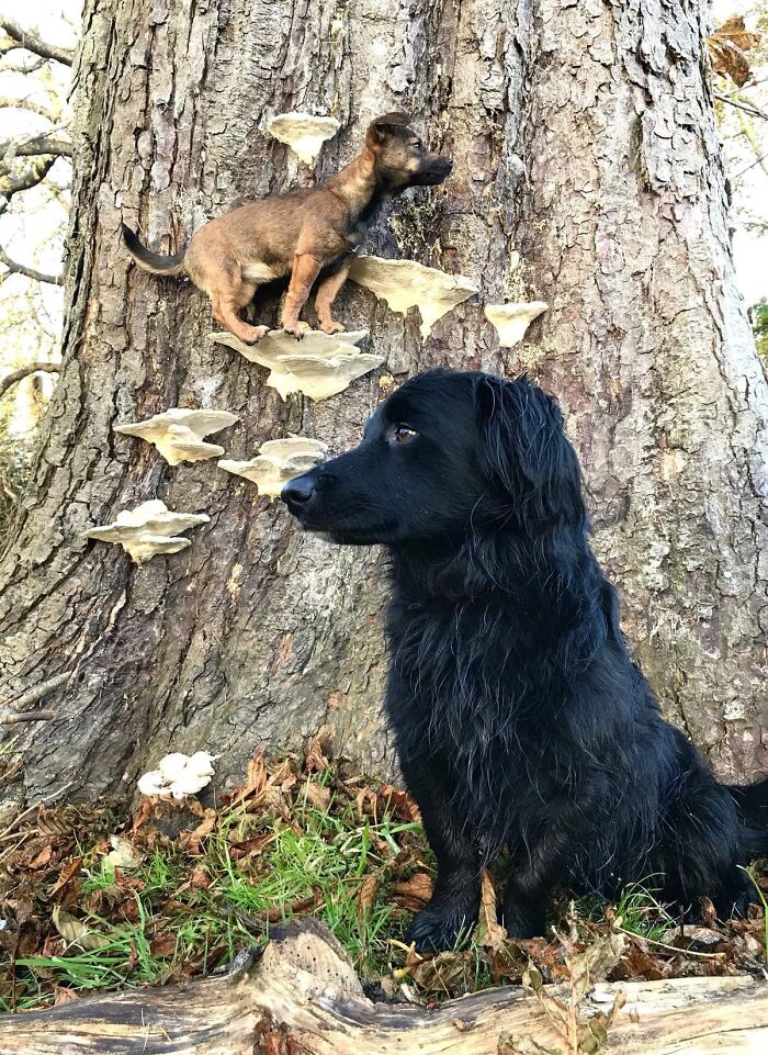 Photos-Dogs-Standing-On-Mushrooms