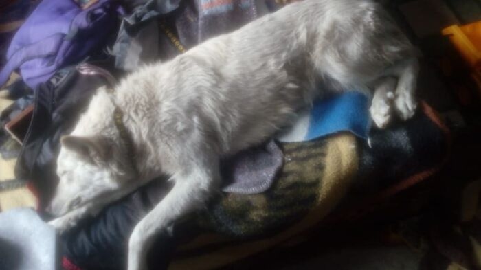 Stray Dog Interrupts A Pro Soccer Match In Bolivia, Gets Adopted By A Player Who Carried Him Off The Field
