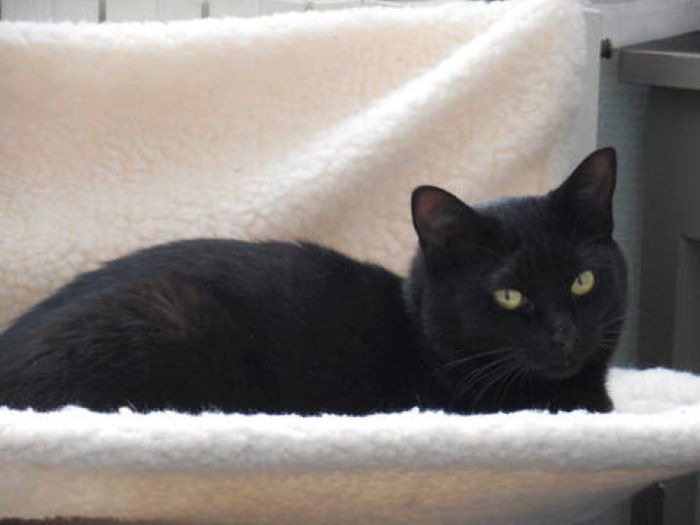 My Late Cat And His Sweet Look