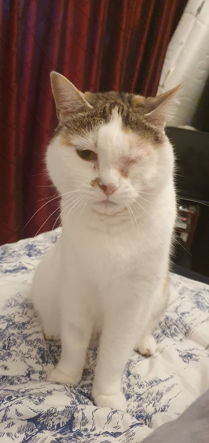 This Is Mau, Shes A Lovely Cat But Hates Her Picture Taken. Also She Bullies Our Dachshund.