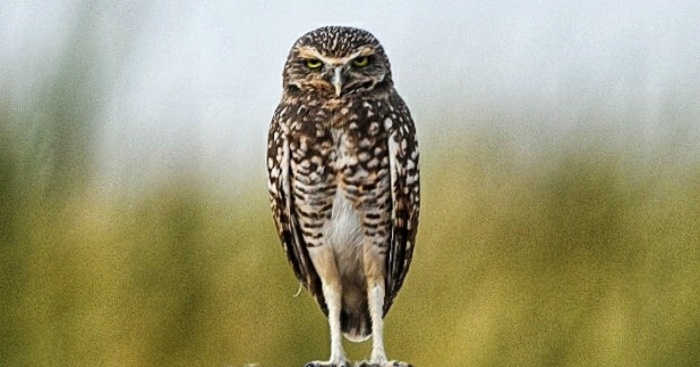 My 11 Pics Of Burrowing Owls Of The Salton Sea