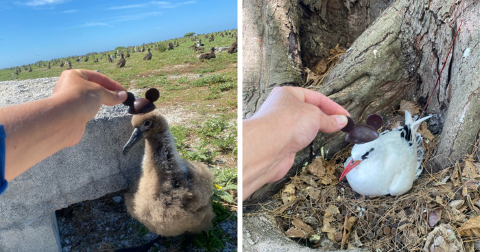 I Took Pictures Of Birds With Mickey Mouse Hats