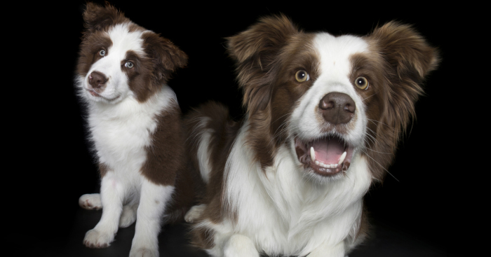 I Photograph Dogs As Puppies, Then Again When They’re All Grown Up
