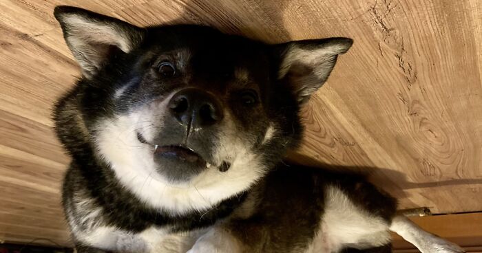 Hey Pandas, Post The Funniest Photo Of Your Dog (Closed)