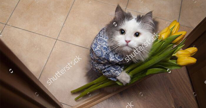 Hey Pandas, Post The Funniest And Weirdest Stock Photos (Closed)