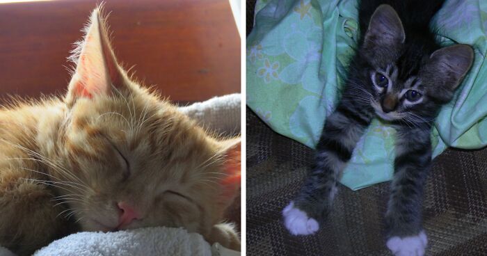 Hey Pandas, Post The Cutest Pic Of Your Cat (Closed)