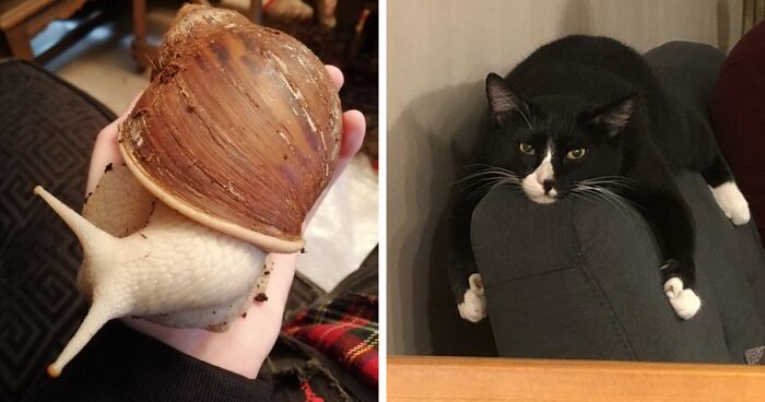 Hey Pandas, Share The Most Recent Picture You Took Of Your Pet (Closed)