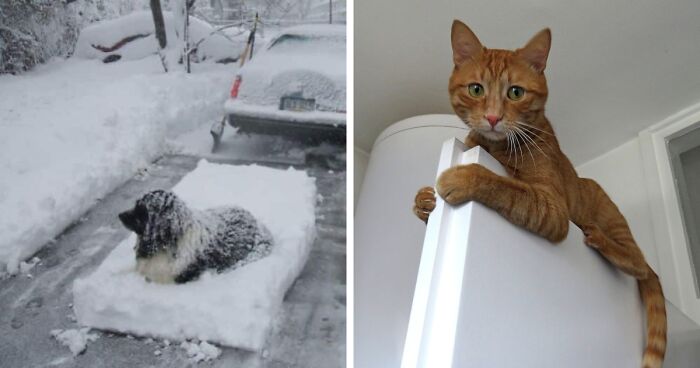 Hey Pandas, Post The Best Meme Or Funny Image That Sums Up Your Pet Perfectly (Closed)