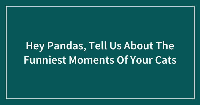 Hey Pandas, Tell Us About The Funniest Moments Of Your Cats (Closed)