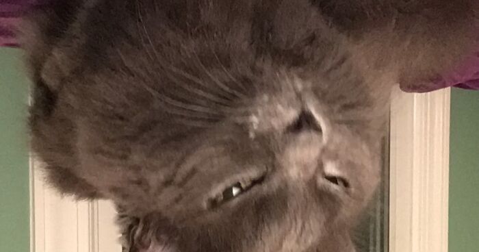 Post The Funniest Picture Of Your Pet! (Closed)