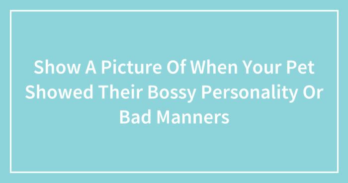 Show A Picture Of When Your Pet Showed Their Bossy Personality Or Bad Manners (Closed)