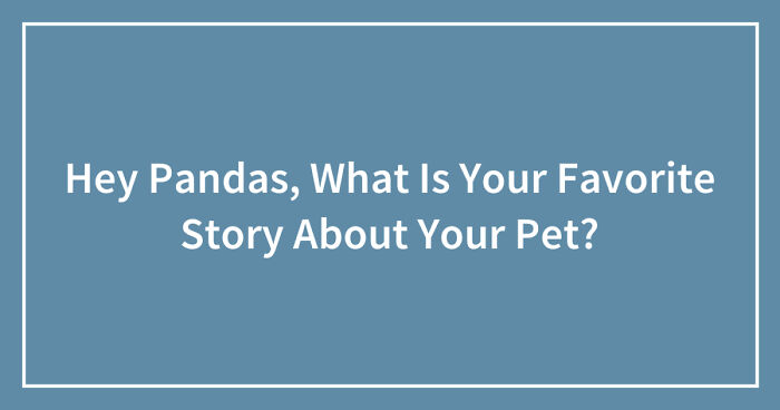 Hey Pandas, What Is Your Favorite Story About Your Pet?(Closed)