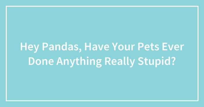 Hey Pandas, Have Your Pets Ever Done Anything Really Stupid? (Closed)