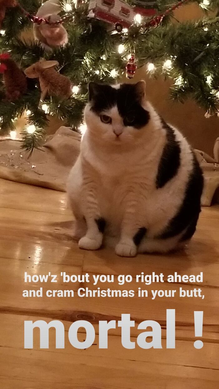 Fig. Feelin The Holiday Spirit