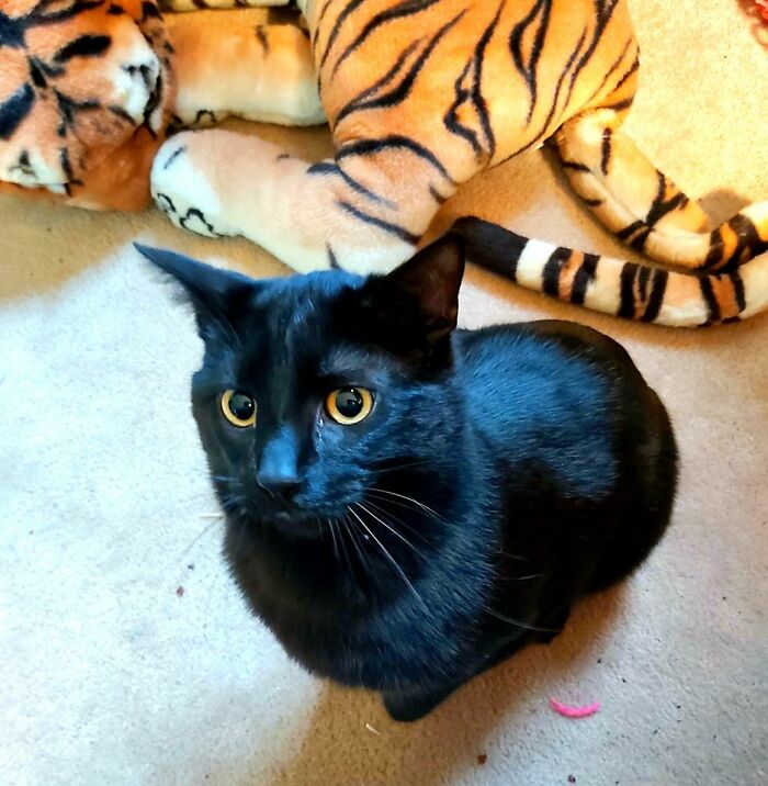 My Panther Boy, With His Beautiful Golden Eyes.