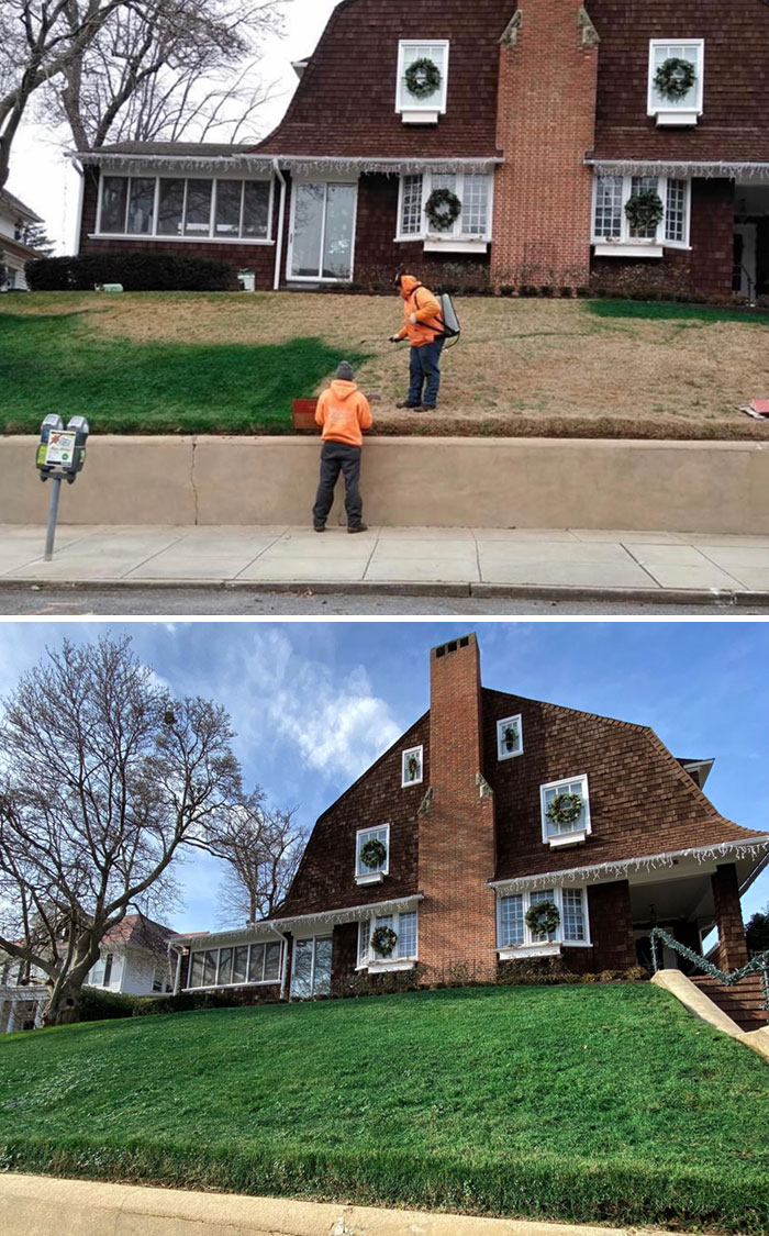 My Annapolis Neighbors Spray Painted Their Dead Brown Lawn Bright Green For Christmas