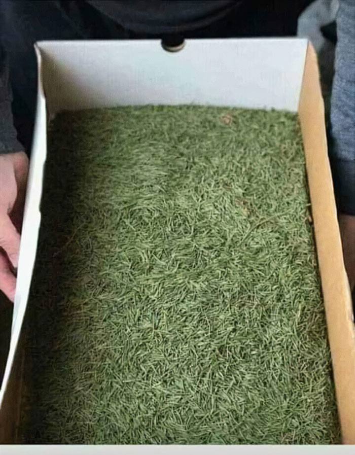 IKEA Is Now Selling Christmas Trees. Gonna Be A Long Night