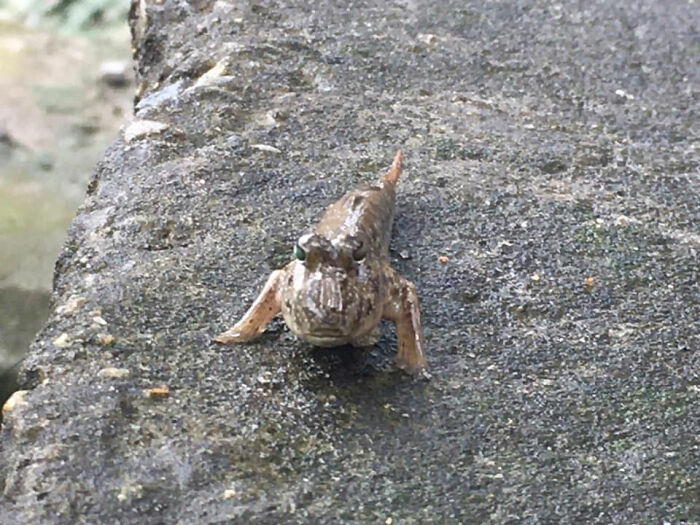 Hello Everyone. I'm A New Member From Vietnam. This Is A Fish I See When I'm Working On River Bank