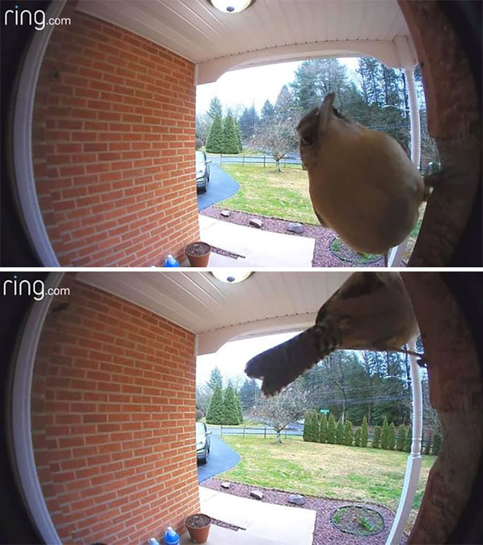 Hello, 911...i’d Like To Report Someone Ringing My Doorbell And Mooning Me...