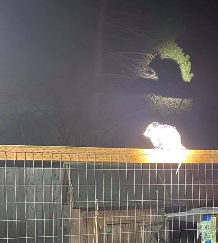 We Broadcast The Possum Signal Only In The Most Dire Of Garbage Emergencies