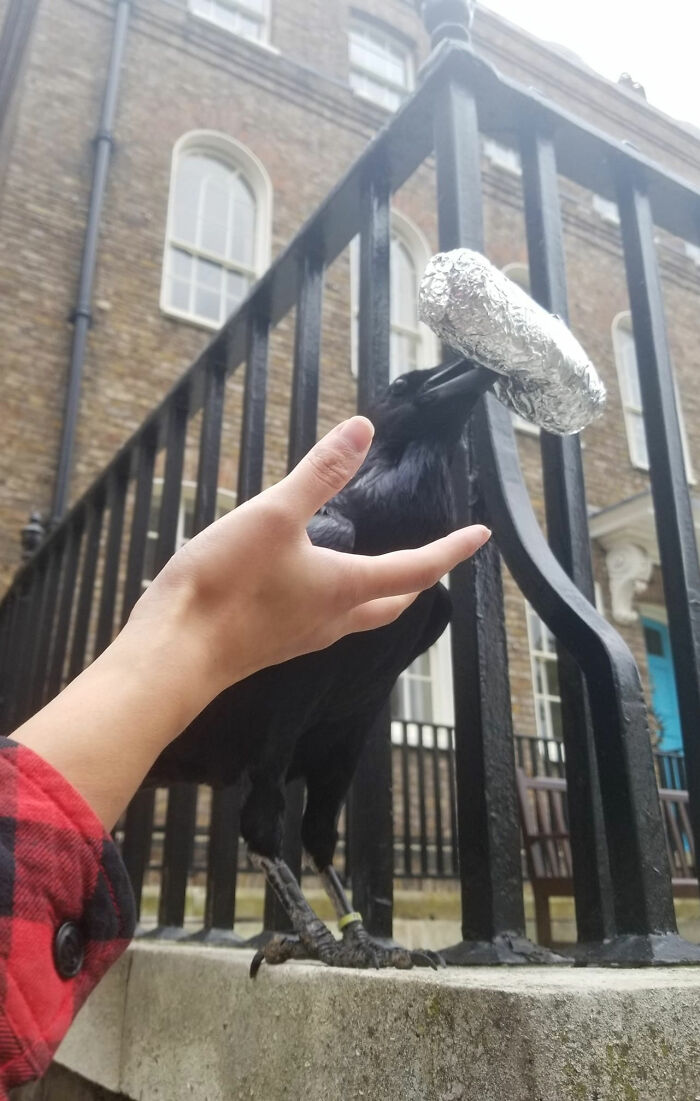 Raven Stole A Burrito Smh Can't Have [crap] In London