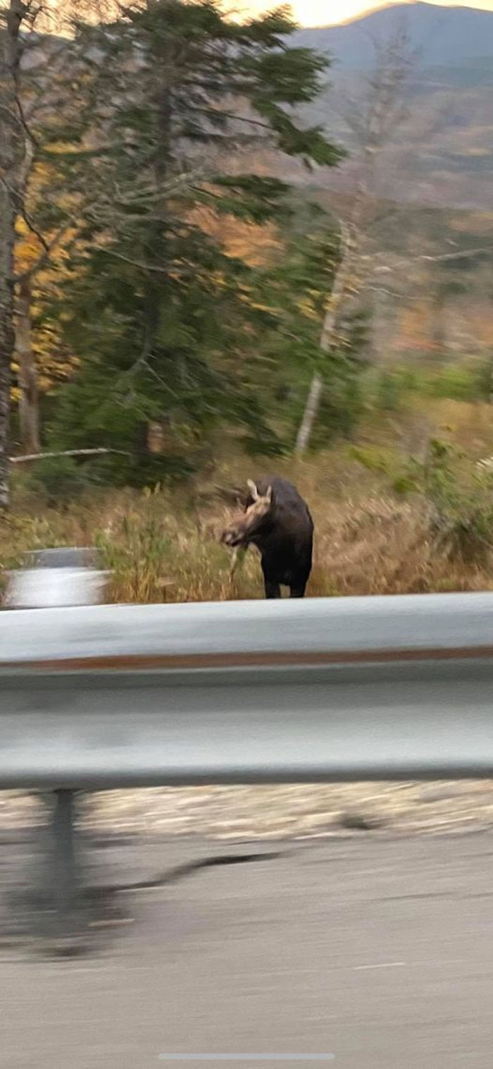 May I Present, “Moose At 86mph”