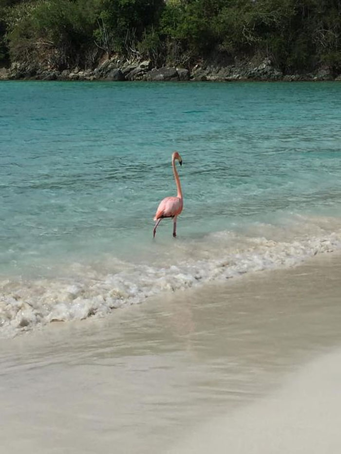 Single Pink Male Seeks Companion For Long Walks On The Beach. If You Like Pina Coladas, And Getting Caught In The Rain...