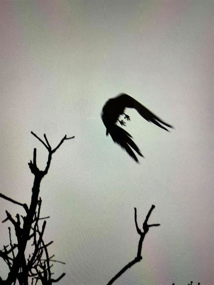 I Thought I Was Getting A Picture Of A Bird Flying- But Not Quite Sure What I Got