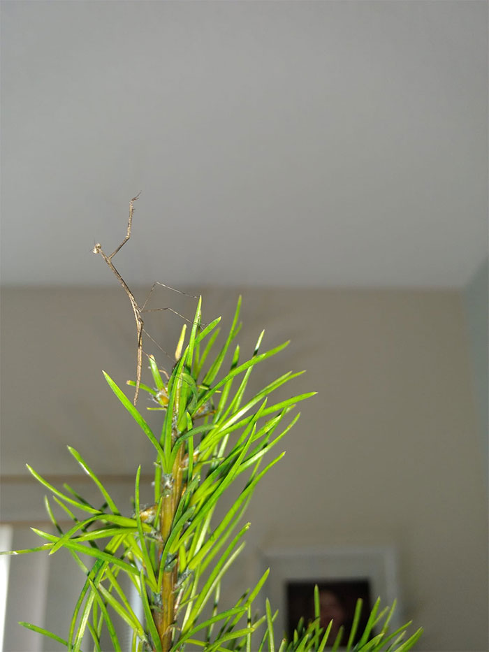 We Decided To Go With A Less Traditional Tree Topper This Year