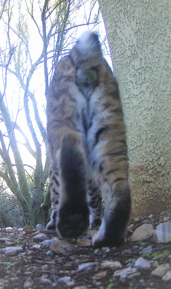 South End Of A North-Bound Bobcat