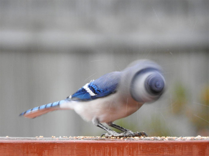 What An Unusual Bird On My Deck This Morning!