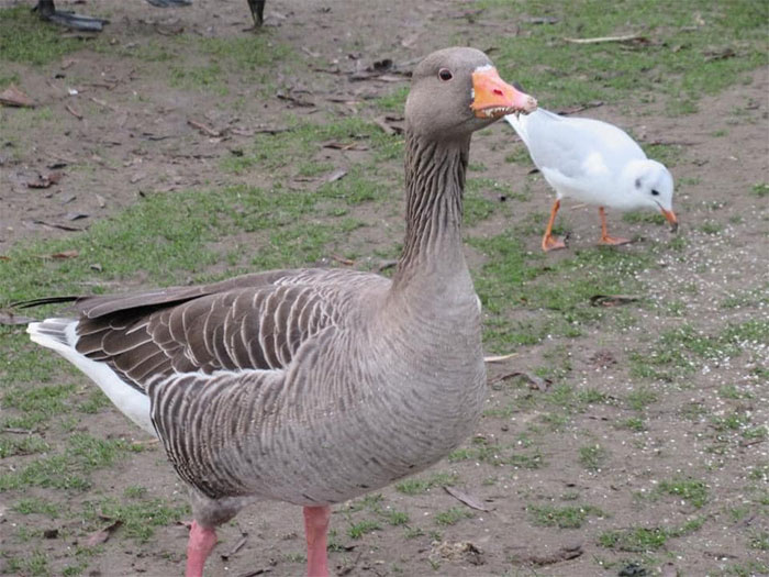 Derek Put The Seagull Down