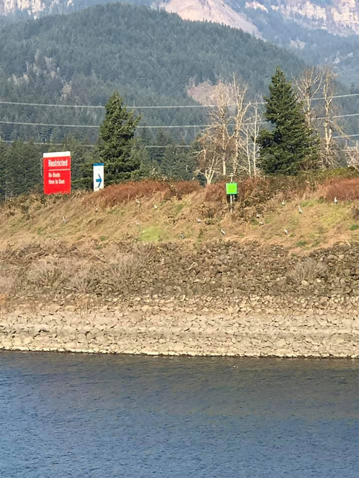 My Husband Just Sent Me This And Said “Whole Shitwhack Of Blue Herons” I Believe “Shitwhack” Is The Proper Term For A Group Of Blue Herons