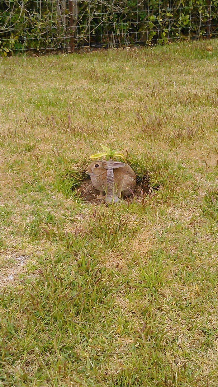 Spotted This Guy While Delivering Parcels Down On The Beachfront Community. C A M O F L A G E