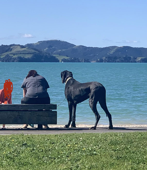 This Dog. The Photo Doesn’t Do Him Justice. He’s A Beast