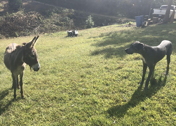 This Other Dog Had Really Big Ears